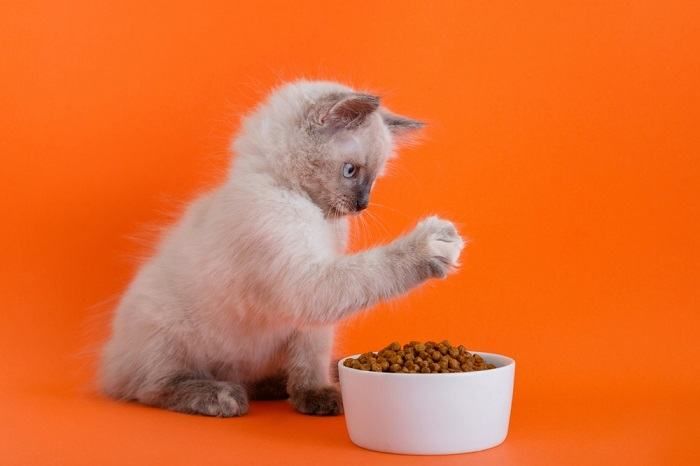 an elimination diet to diagnose cat litter allergies