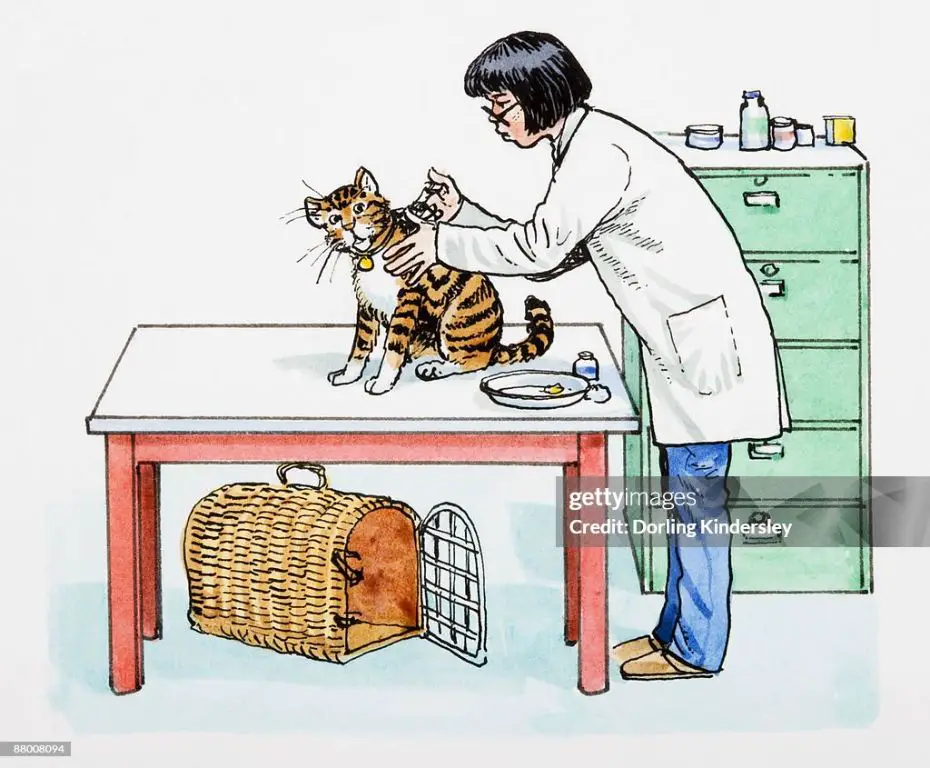 an illustration of a cat receiving treatment from a vet