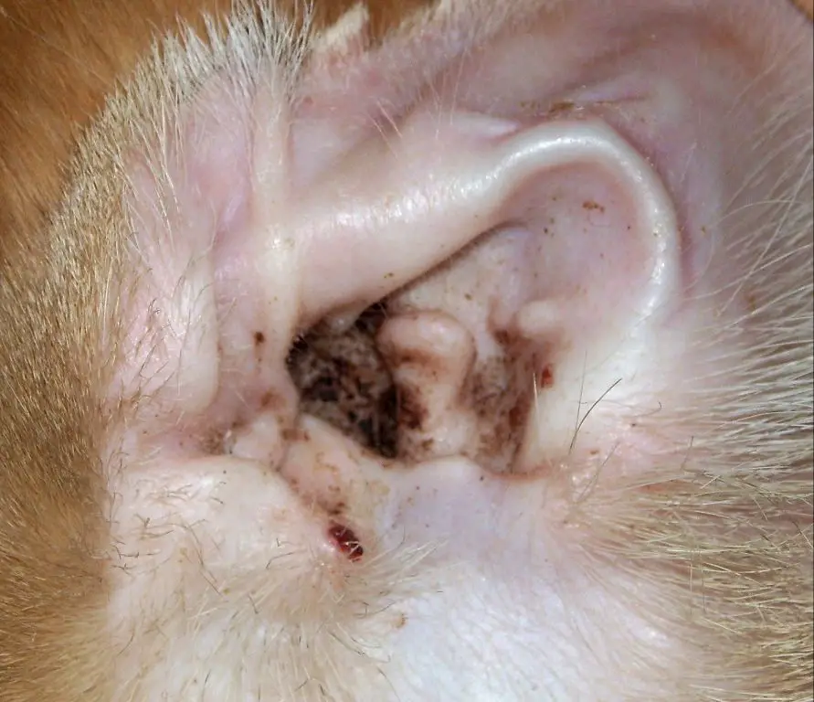 an image of a close up of a cat ear canal infested with ear mites