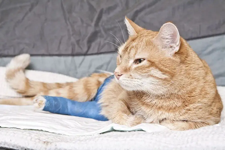 an injured cat with bandages and a cast