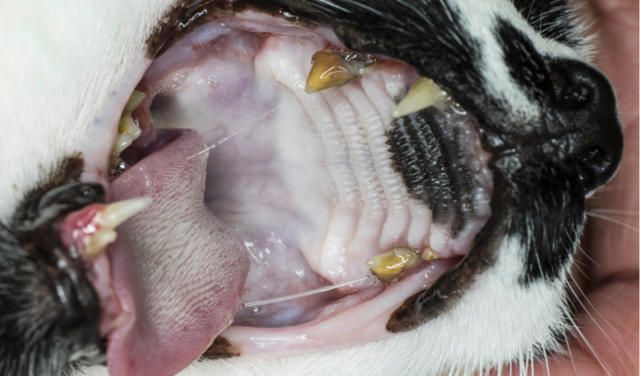 an older cat with dental issues.