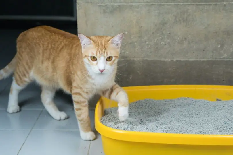 an orange cat cautiously stepping into a new litter box