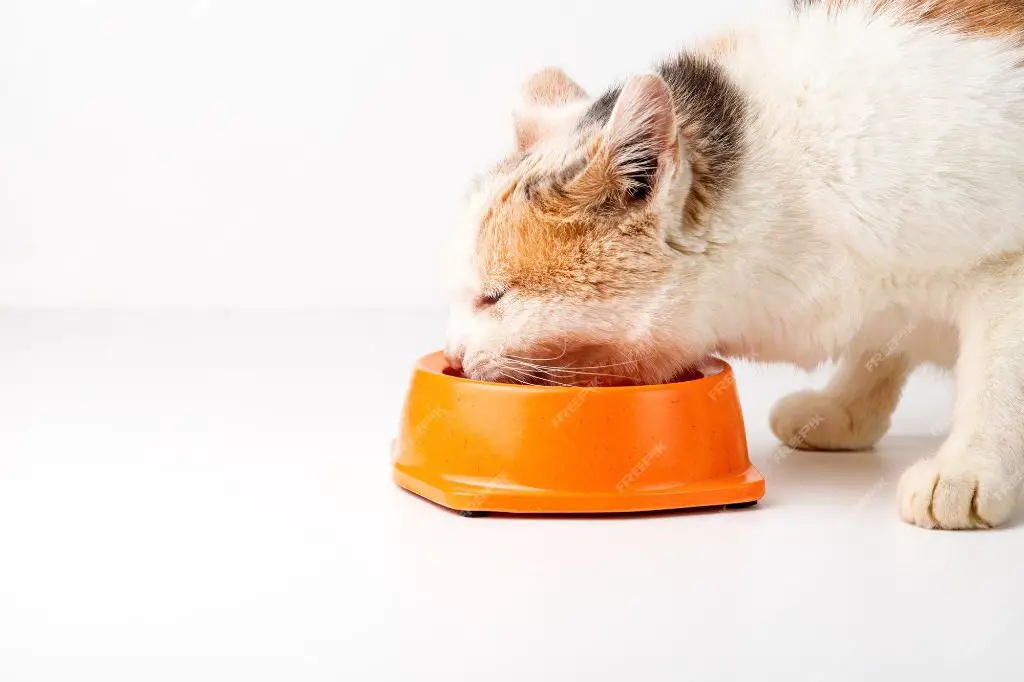 an orange cat eating wet food from a bowl