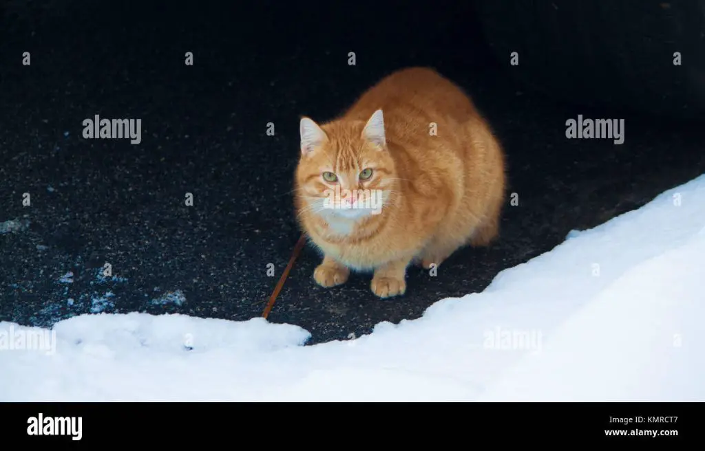 an orange cat with folded ears shivering outside in the snow