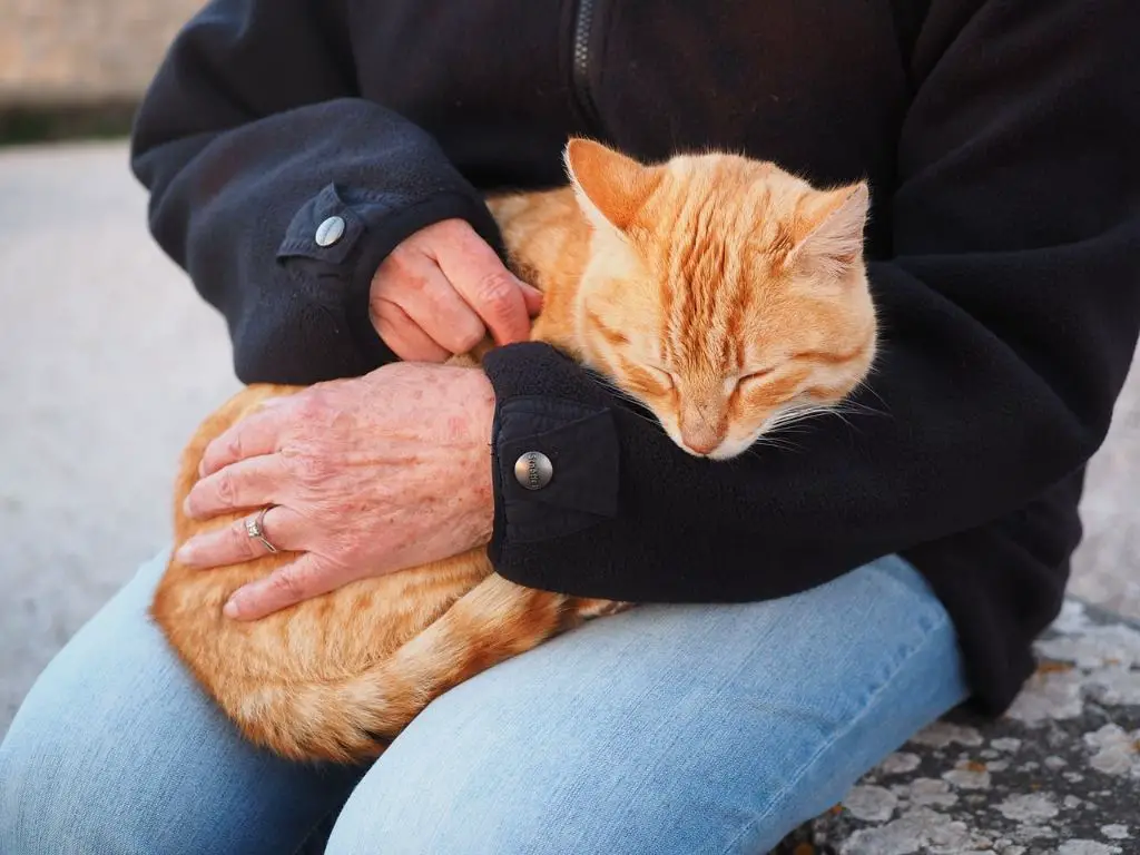 an orange tabby cat getting brushed to remove loose fur and promote regrowth