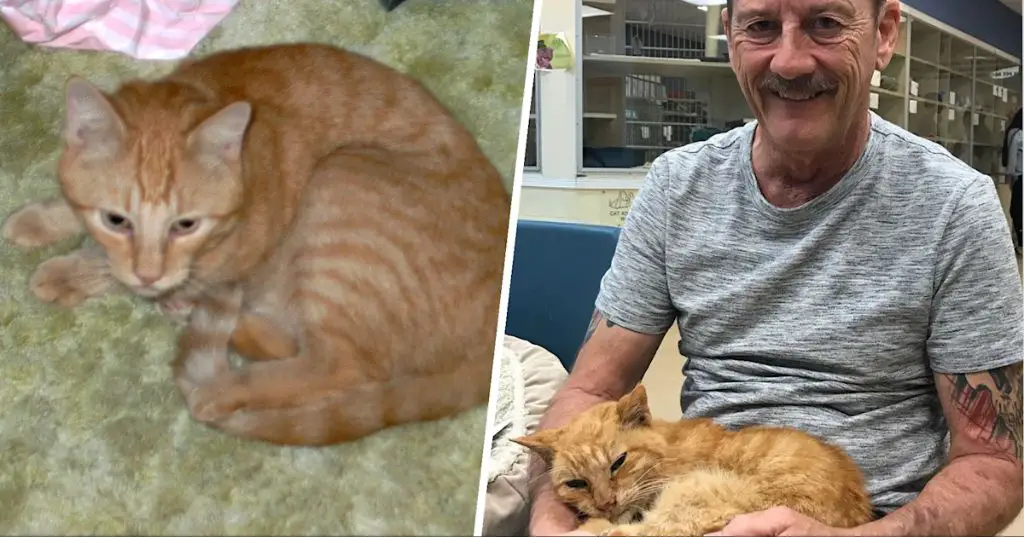 an orange tabby cat reunited with its owner after being lost