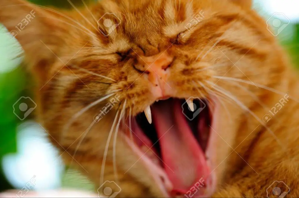 an orange tabby cat yawning to show its teeth