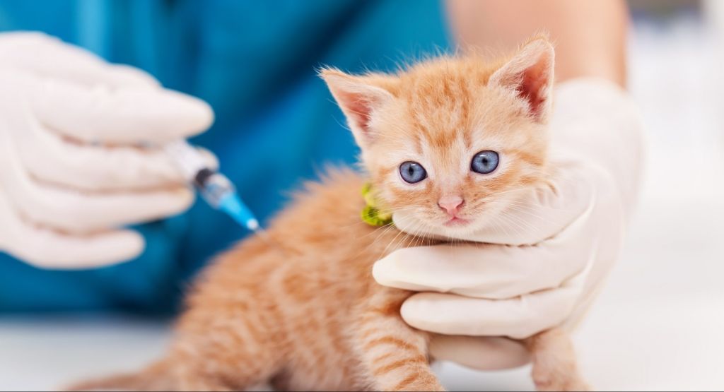 an orange tabby kitten receiving a vaccine from a veterinarian