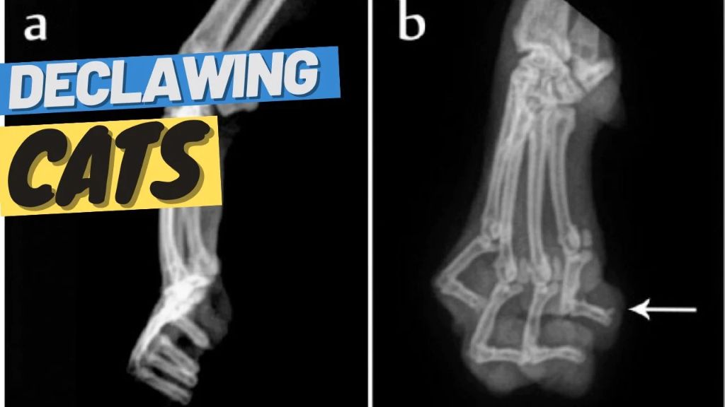 an x-ray image showing removal of the last bone during declawing surgery