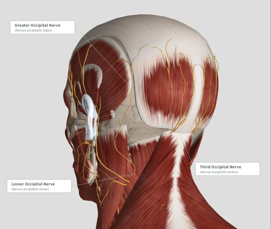 anatomy of headache pain