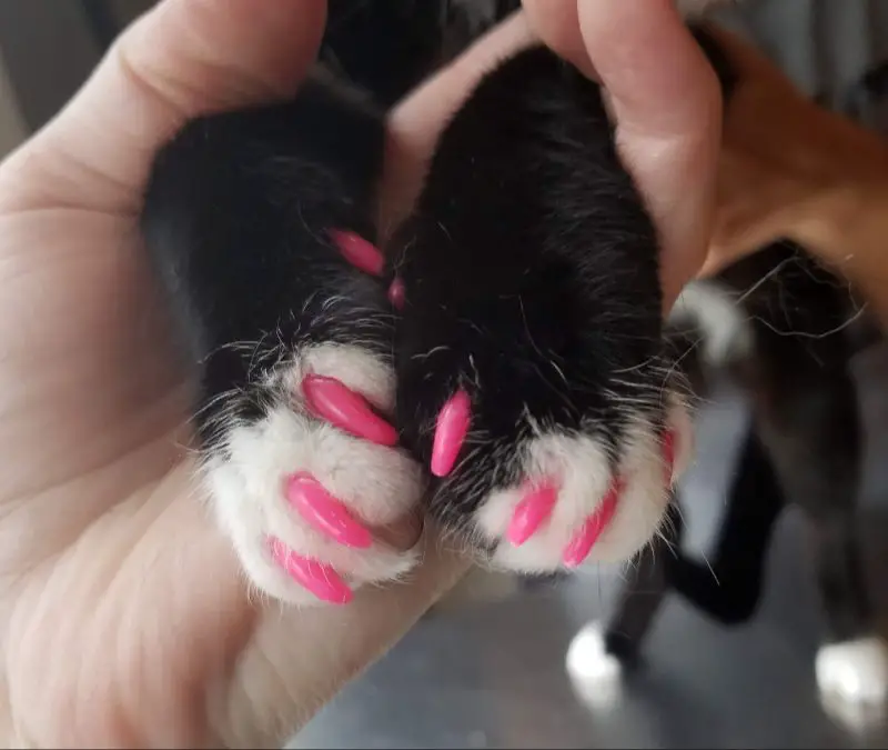 applying an adhesive-filled nail cap onto a cat's claw