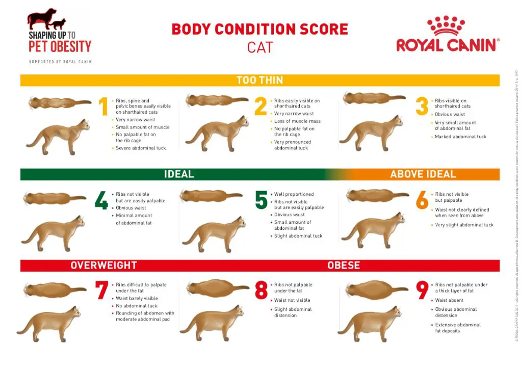 assess if your cat is overweight by body condition score