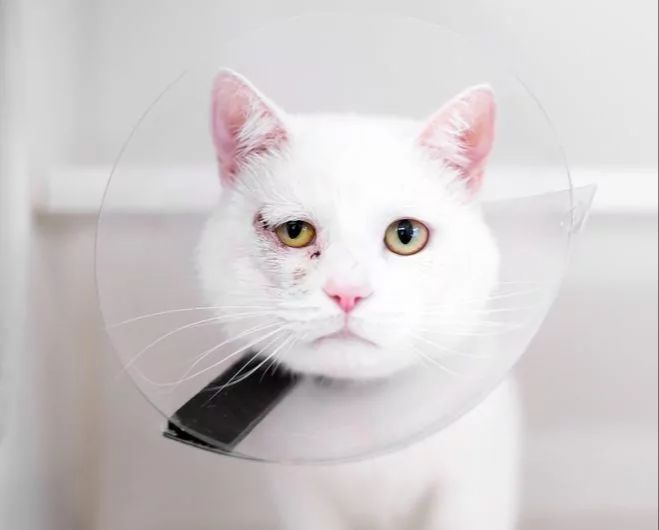 at-home care for minor cat wounds involves cleaning gently.