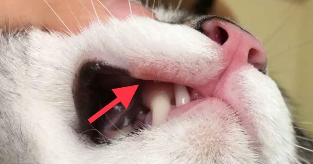 bacteria in cats' mouths cause infections