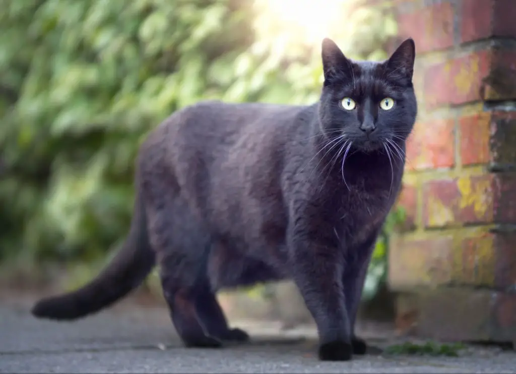 black cat crossing path for luck