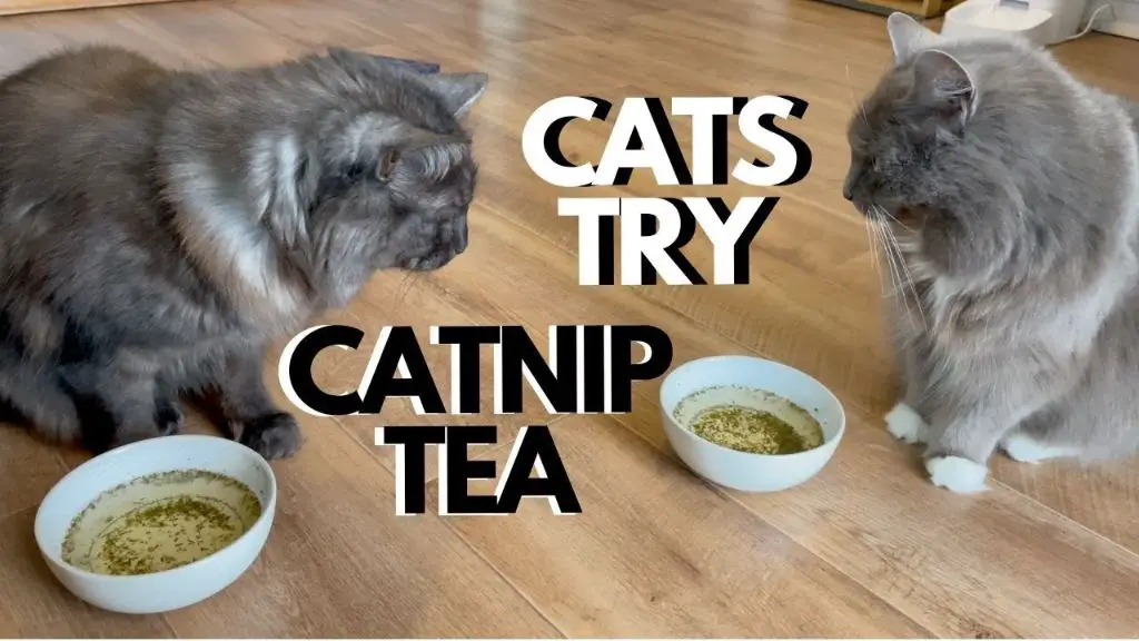 bowl of catnip tea