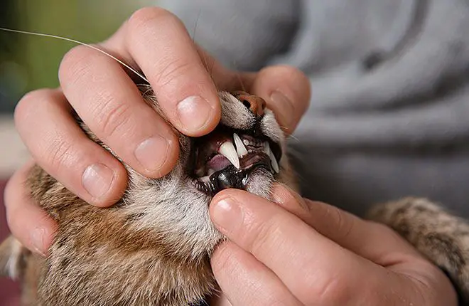 brushing a cat's teeth.