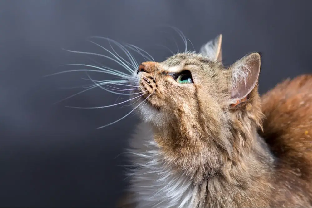 bunched, twitching whiskers signal stress or discomfort in cats