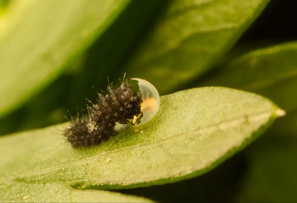 butterfly eggs hatch into tiny caterpillars in days