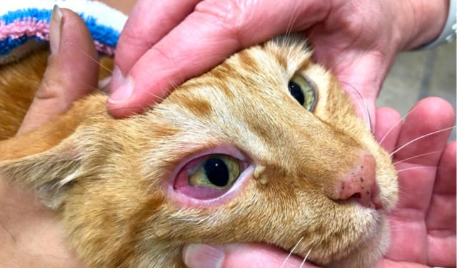 caring for a cat with conjunctivitis 