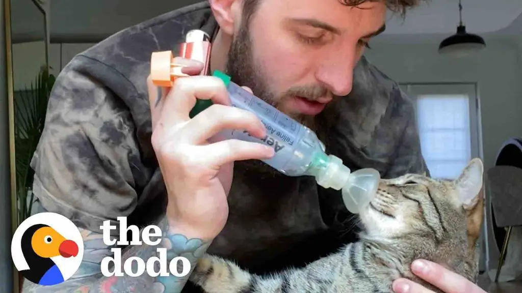 caring for an asthmatic cat