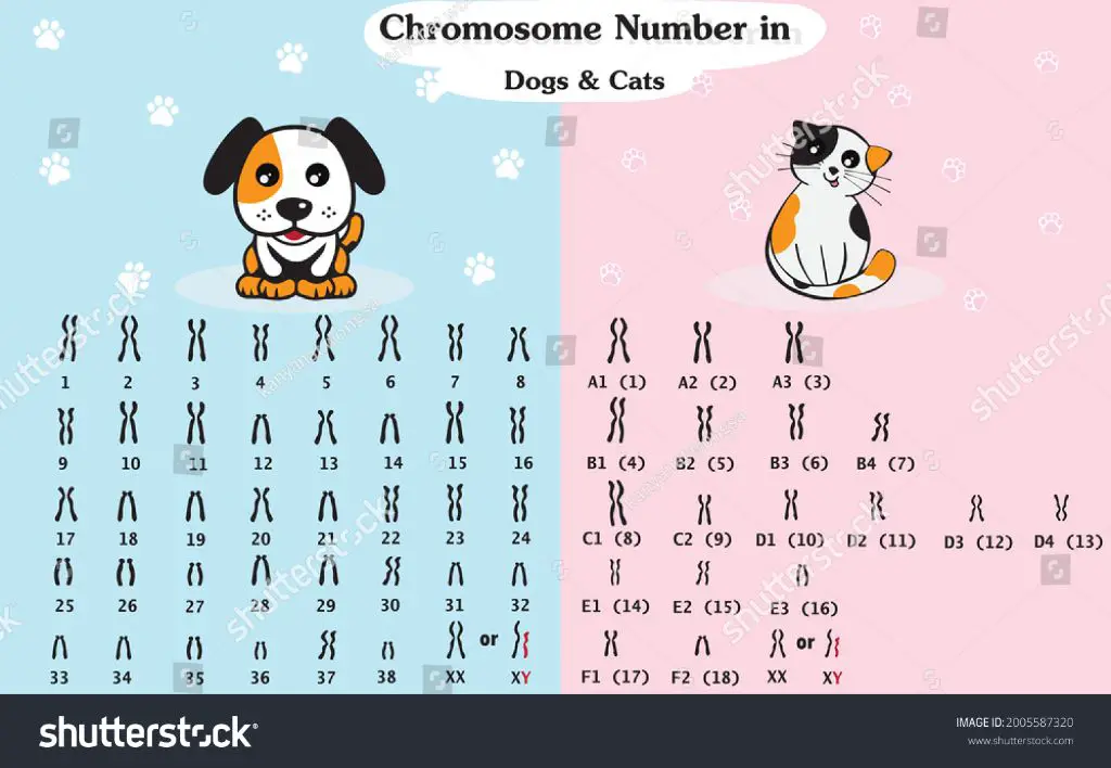 cat and dog chromosome counts