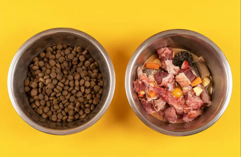 cat and dog food mixed together in a bowl during diet transition