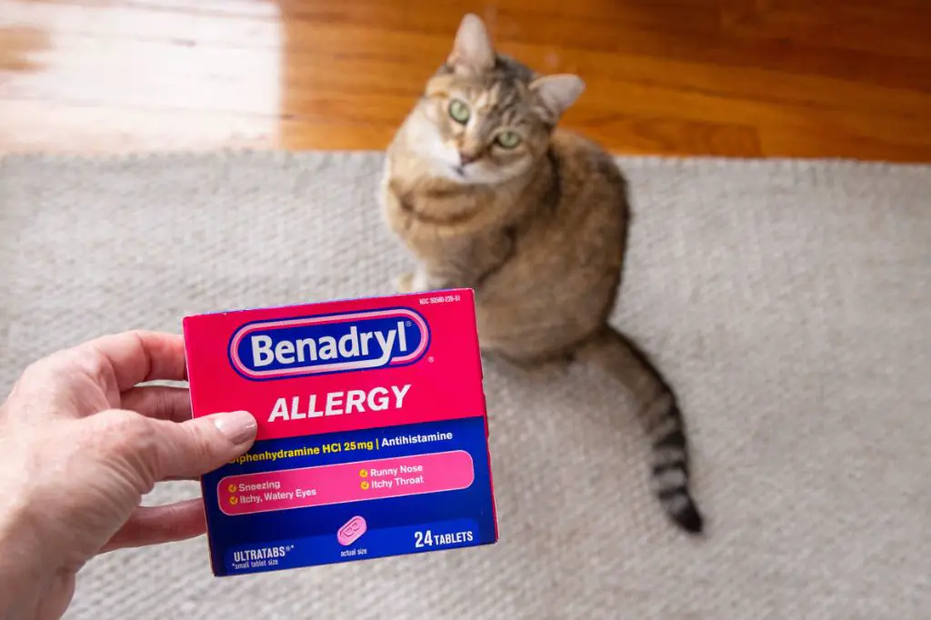 cat antihistamines