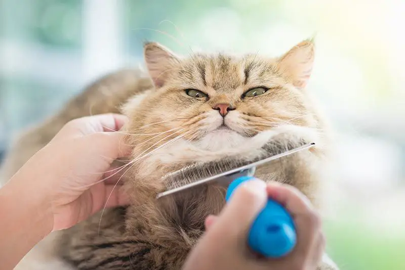 cat being groomed