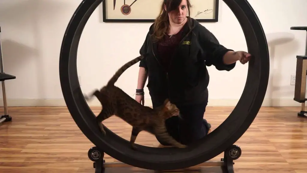 cat being trained on a wheel