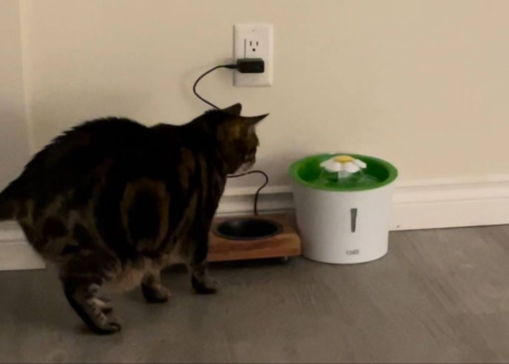 cat being trained to use water fountain