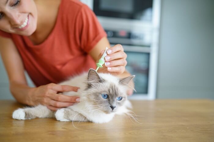 cat being treated for fleas