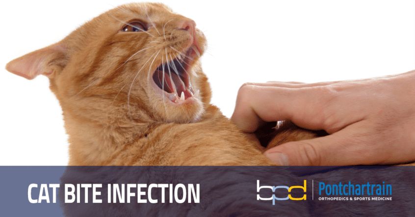 cat bites have high infection rates