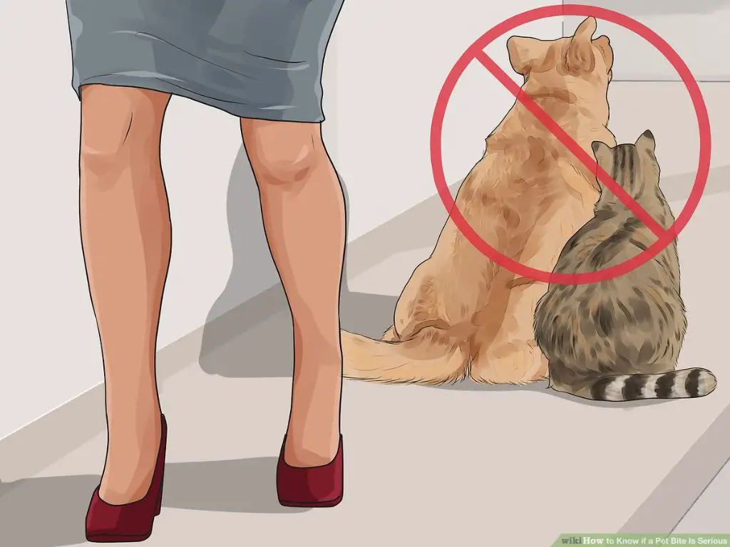 cat bites often target arms while dog bites affect hands and feet