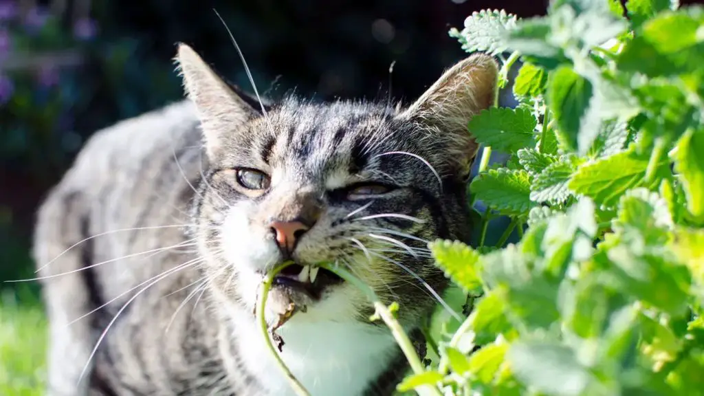 cat chewing on a catnip plant