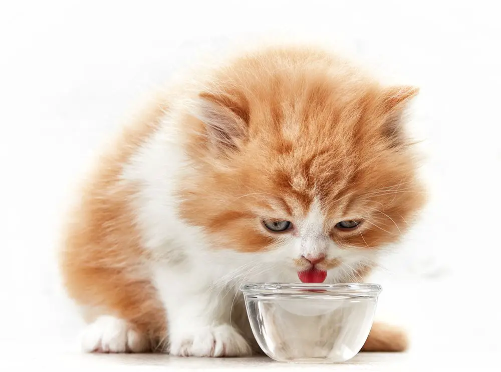 cat drinking from a bowl