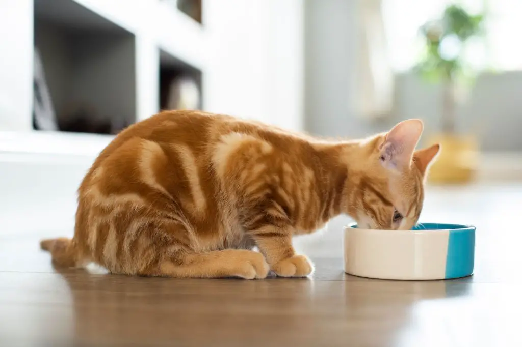 cat drinking from water bowl