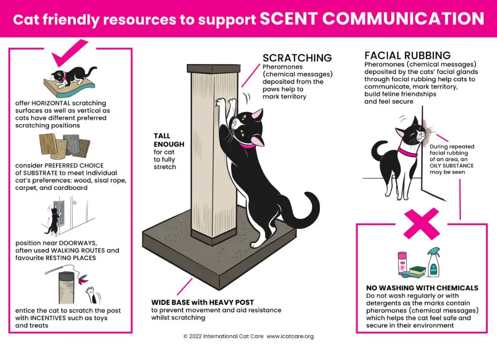 cat facial pheromones