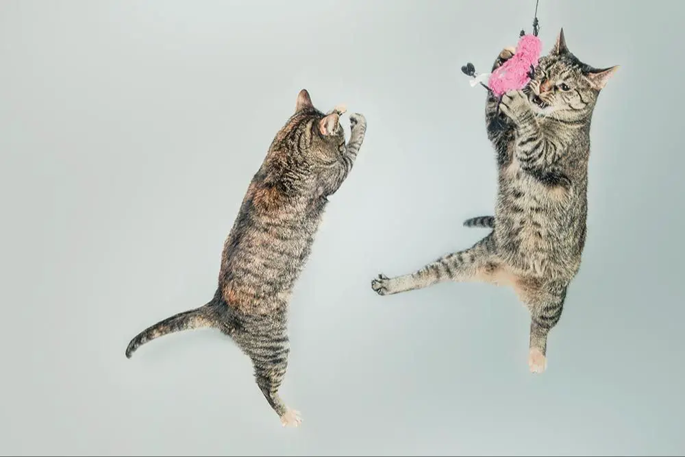 cat flexibility for jumping