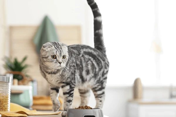 cat food bowl on counter