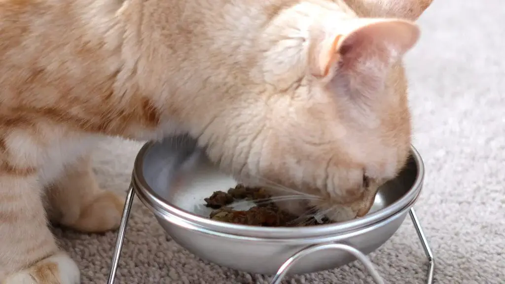 cat food bowl up high