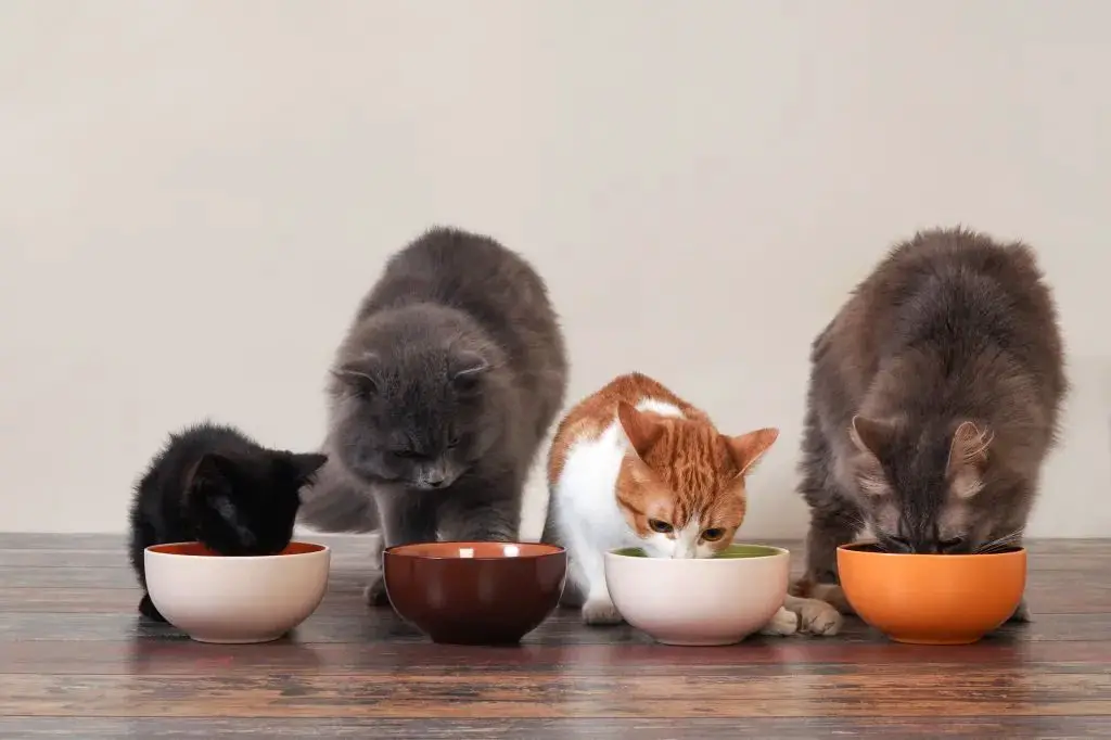 cat food bowls in separate room