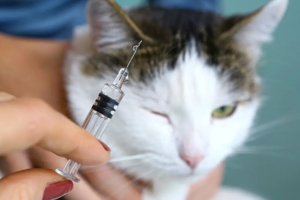 cat getting allergy shot from vet