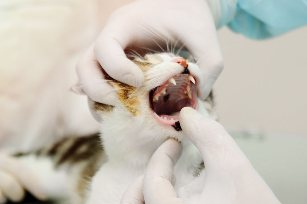 cat getting dental exam