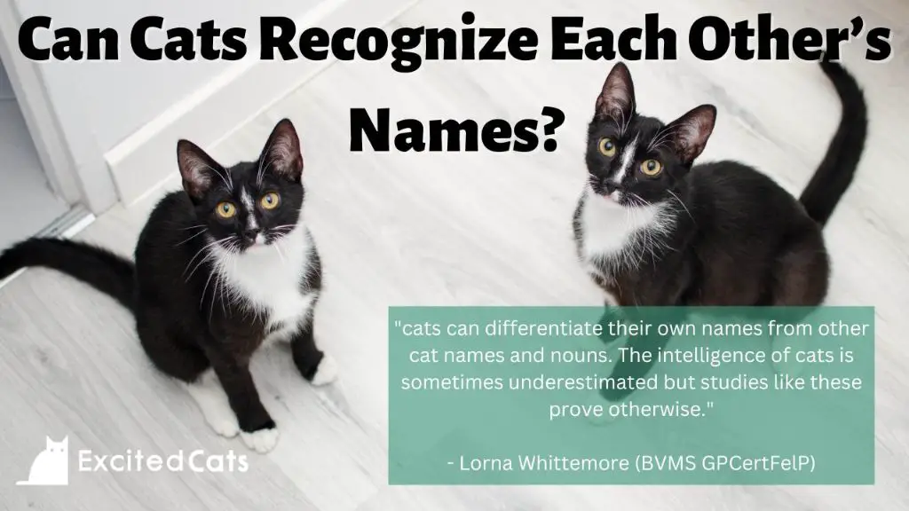 cat hearing and name recognition