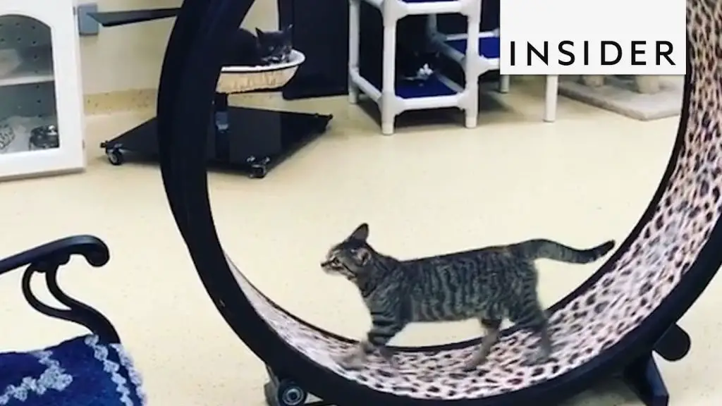 cat in an exercise wheel