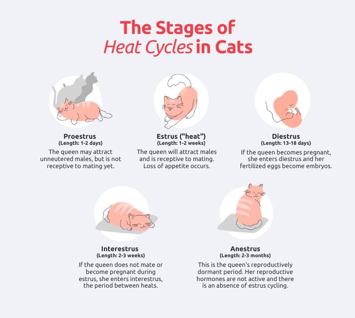 cat in discomfort from heat cycle hormones