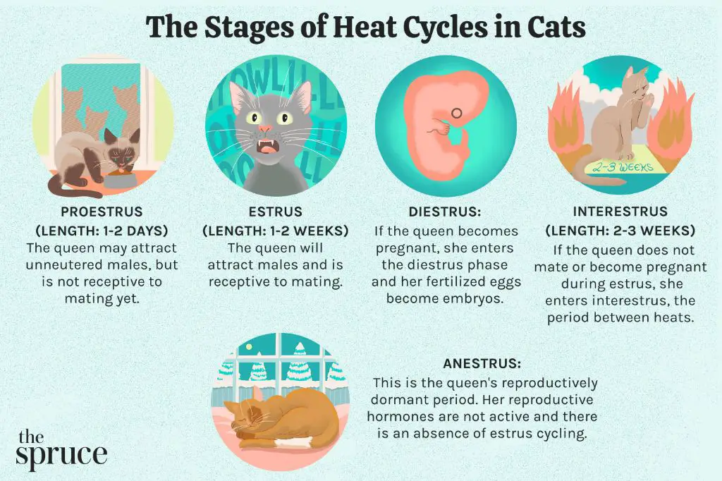 cat in heat cycle frustrated wanting to mate
