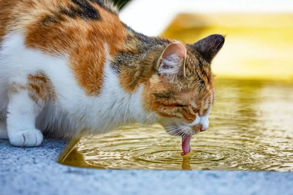 cat lapping up water