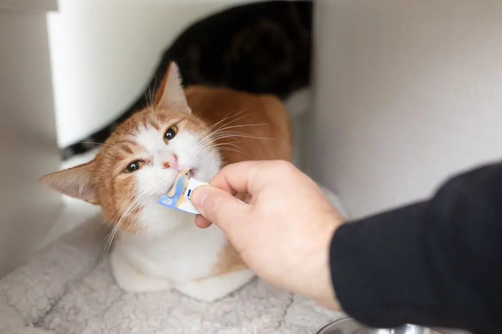 cat medication dangers